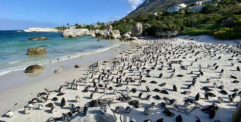 Boulders Beach Zuid Afrika groepsrondreis 3